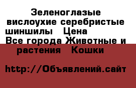 Зеленоглазые вислоухие серебристые шиншилы › Цена ­ 20 000 - Все города Животные и растения » Кошки   